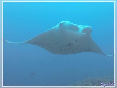 Raies mantas de récif ou Raies mantas d'Alfred, Reef manta rays (Manta alfredi) - Moofushi - Atoll d'Ari - Maldives