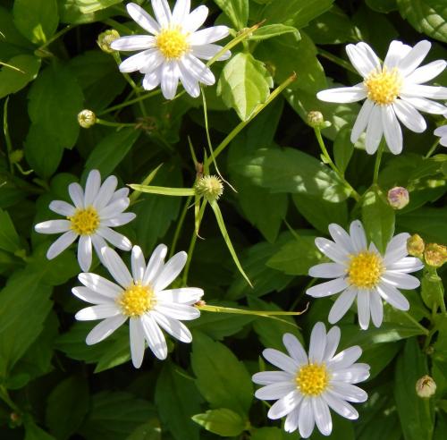 Fleurs cultivées : Kalimeris