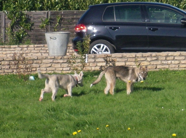 4 mois des chiots