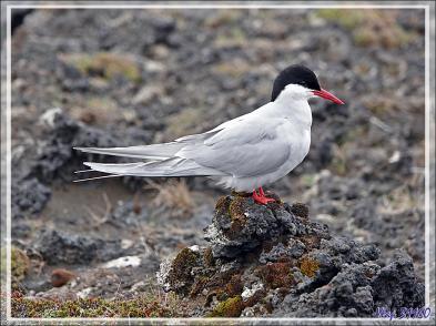 07/06/2023 : nous nous dirigeons vers le Blue Lagoon tout en faisant de la géologie, de la botanique ou de l'ornithologie lorsque l'occasion se présente - Péninsule de Reykjanes - Islande
