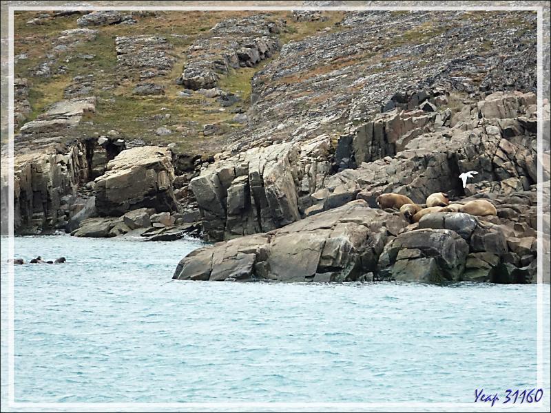 Avant de quitter Dundas Harbour, nous observons, de loin, une compagnie de morses - Nunavut - Canada