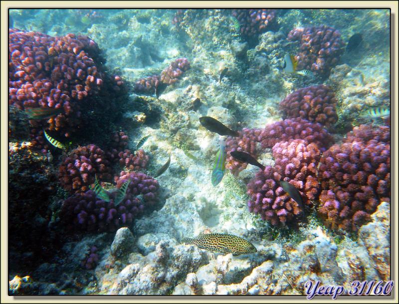 Mérou, girelles, etc. - Atoll de Fakarava - Tuamotu - Polynésie française