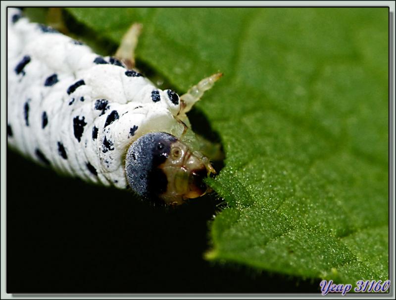 Fausse-chenille : larve de mouche tenthrède (Tenthredo scrophulariae) - Lartigau - Milhas - 31