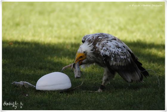 Vautour percnoptère - Neophron percnopterus - Egyptian Vulture