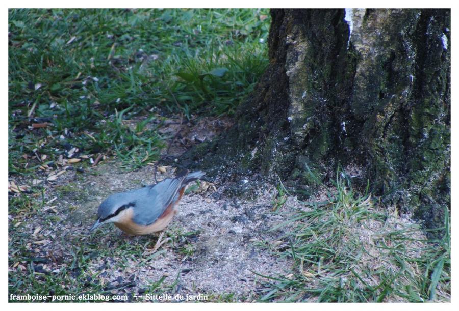 Sittelle du jardin 
