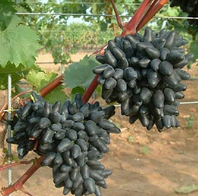 Fruits du mois d'Août 