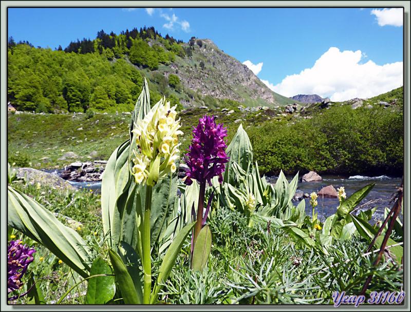 Orchidées Orchis sureau (Dactylorhiza latifolia) - Varrados - Val d'Aran - Catalogne - Espagne  (Flore) 