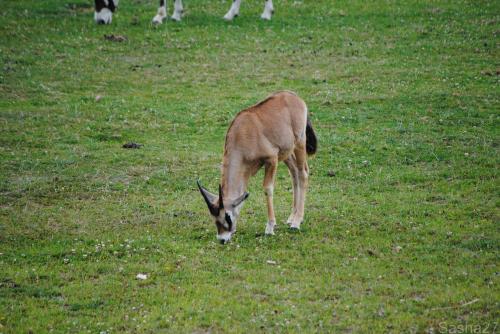 (4) L'oryx.