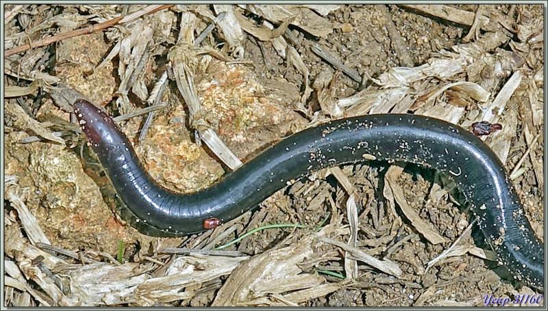 Retour vers l'hôtel avec rencontre, dans la forêt, d'un bizarre amphibien apode : un Gymnophiona, appelé Cécilie (Hypogeophis rostratus) - Ile Silhouette - Seychelles