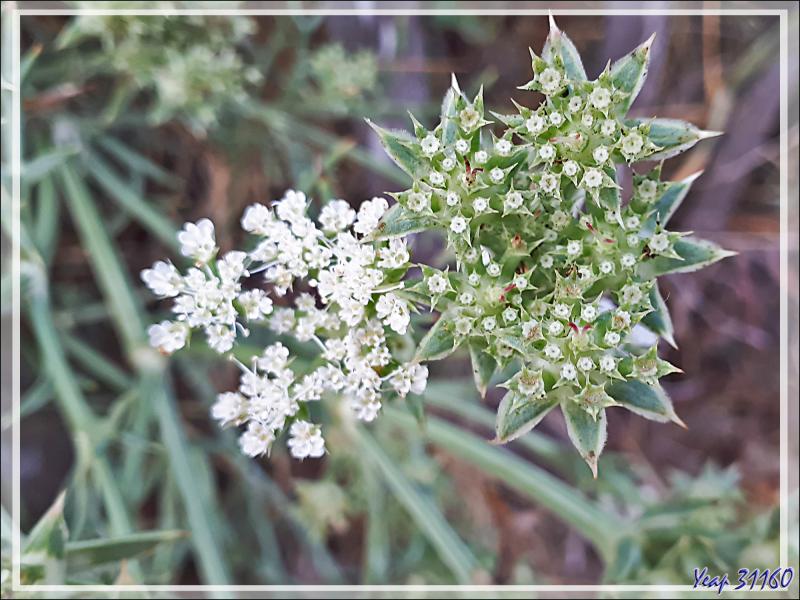Séjour à Marseillan-Plage (34) : dans les dunes : Panais épineux, Échinophore épineuse (Echinophora spinosa) et la mouche 