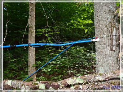 Installation de récupération d'eau d'érable dans une érablière - Petit Lac Preston - Duhamel - Outaouais - Québec - Canada