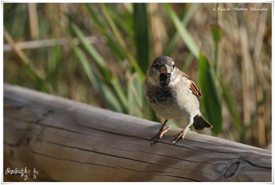 Moineau domestique - Passer domesticus - House Sparrow