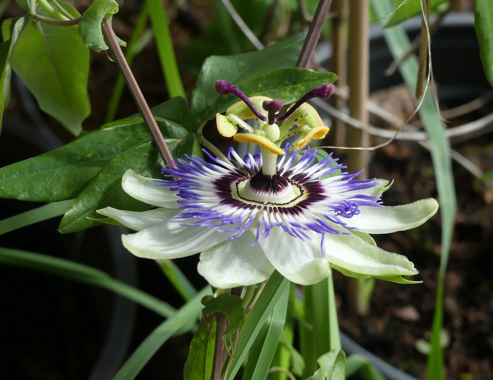 Petites fleurs de juin...
