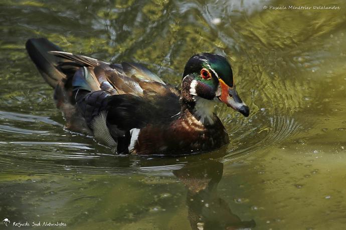 Canard carolin ♂