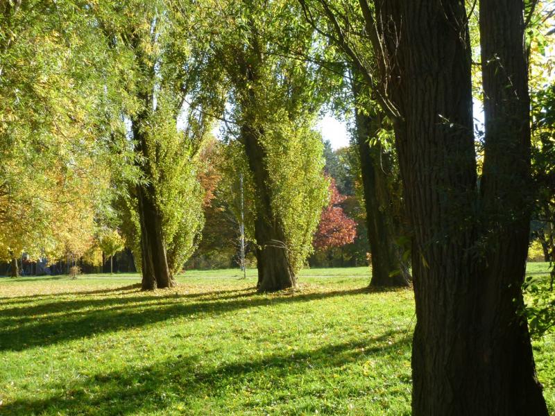 commandements de l'arbre