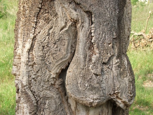 DSCF4125.JPG