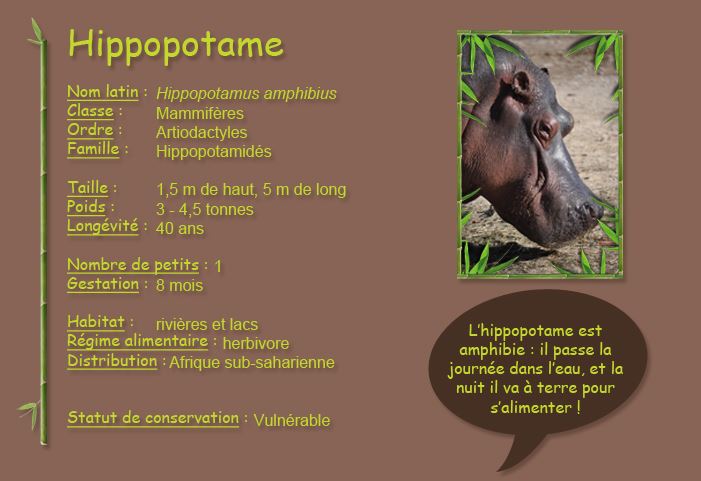 Hippopotame - Hippopotamus amphibius