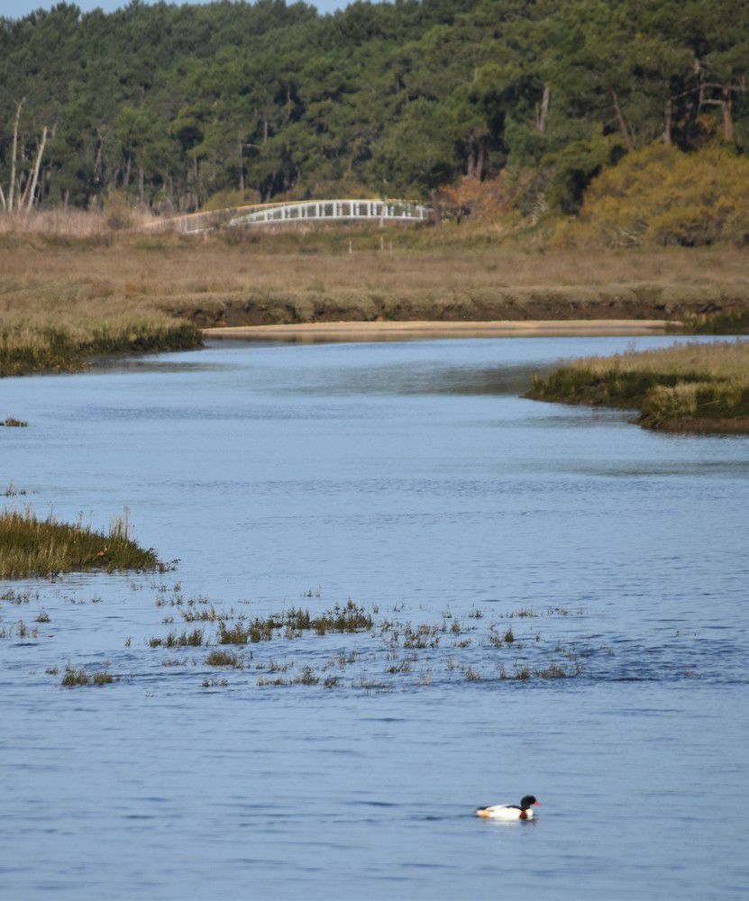 Colonie de tadornes de belon - décembre 2022...