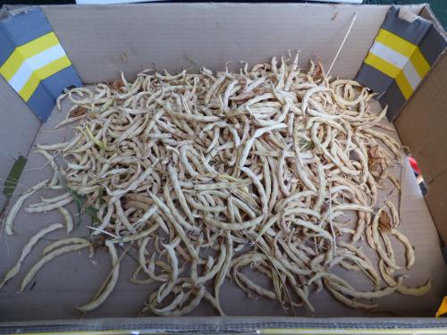 Récoltes de fin d'été...