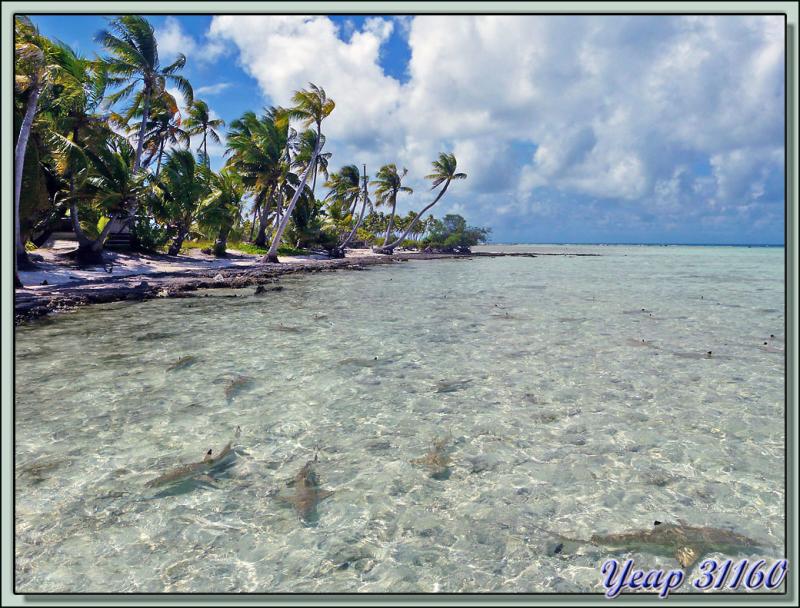 Bébés requins en bordure de plage - Lagon Bleu - Rangiroa - Tuamotu - Polynésie française