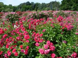 Un dimanche au parc  ... 