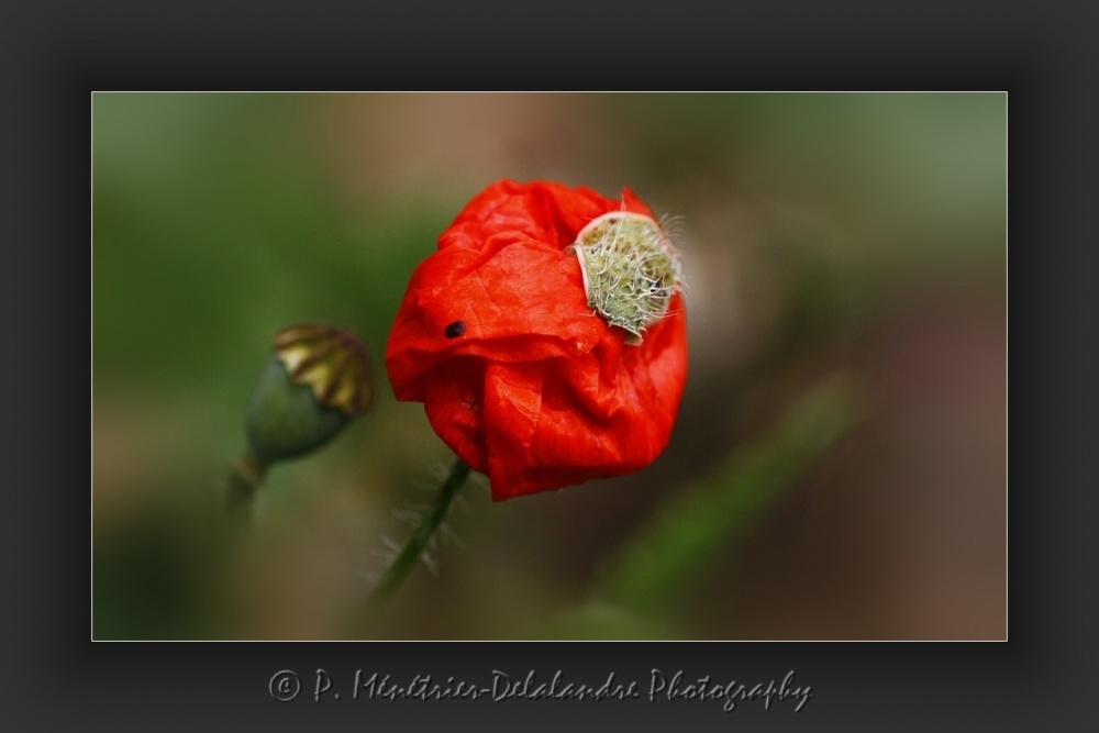 Naissance d'un coquelicot...