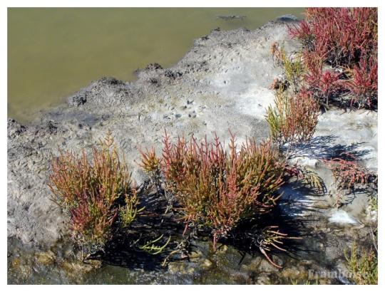 Salines de Millac Les Moutiers en Retz