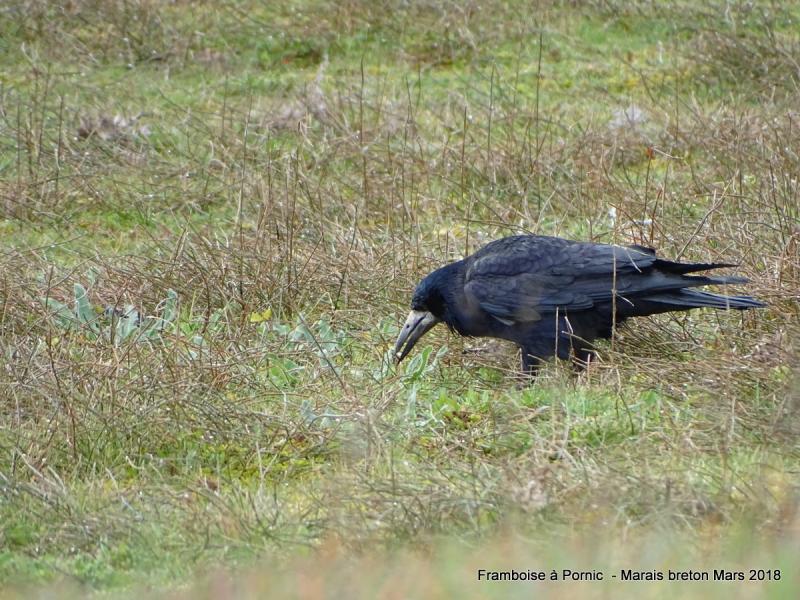 Corbeau freux 