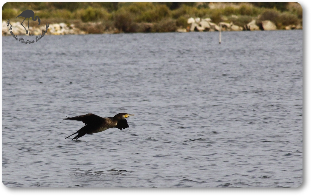 Retour des Grands Cormorans...
