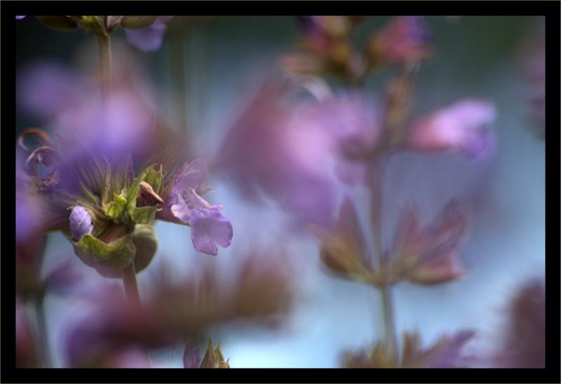 Flou & Fragment