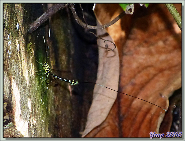 Blog de images-du-pays-des-ours : Images du Pays des Ours (et d'ailleurs ...), On peut avoir une longue queue et porter des cornes ;-)) - Puerto Viejo de Talamanca - Costa Rica