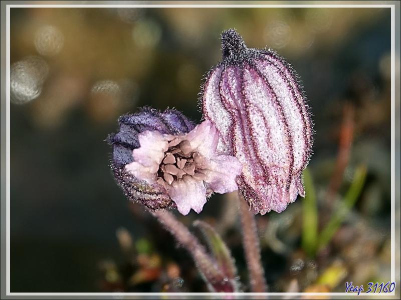 Silène de l'Oural, Nodding campion, Mountain campion, Pulluiujuit (Silene uralensis ssp. arctica) - Craig Harbour - Terre d'Ellesmere - Nunavut - Canada