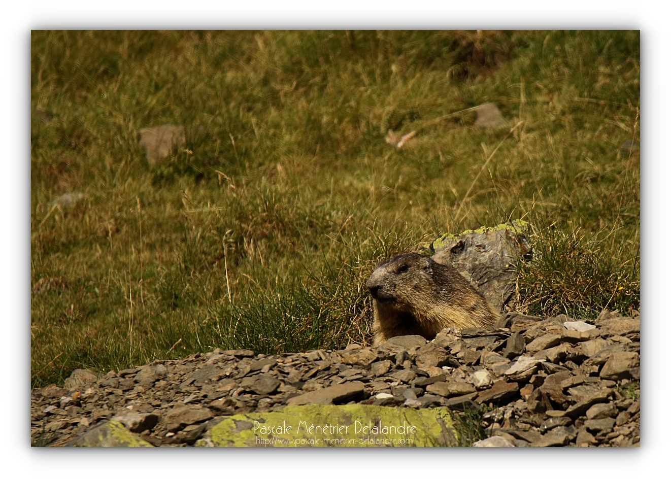 Marmottes des Alpes dans les Pyrénées.