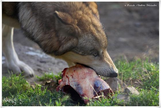 Loups de Sibérie (Canis lupus albus)