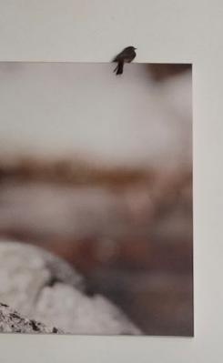 Les Mantes juvéniles sont partout...