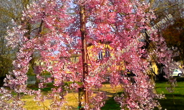 Le Prunus subhirtella 'Pendula Rosea