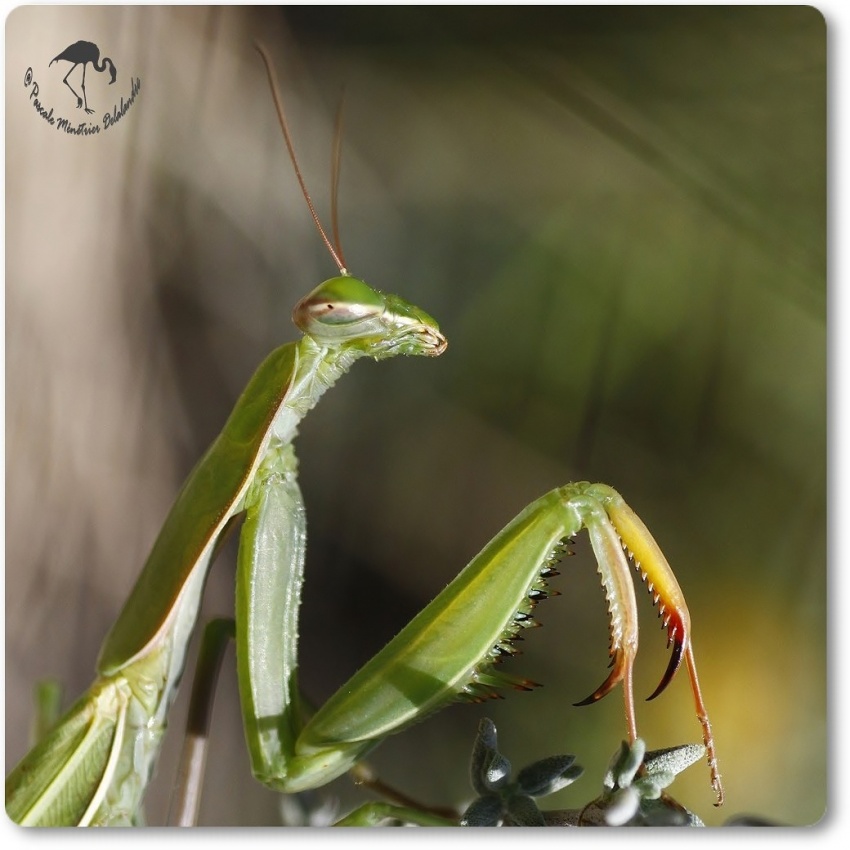 Mantis religiosa - Mante religieuse - forme verte