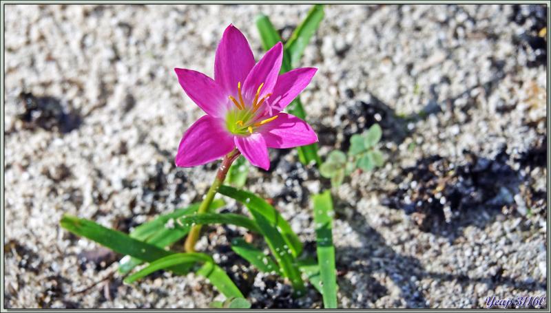 Départ pour une marche dans la forêt, impénétrable hors sentier, vers la Pointe Ramasse-tout et la plage d'Anse Cimetière - Ile Silhouette - Seychelles