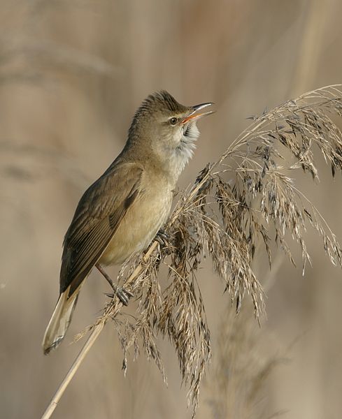 "Portraits d' oiseaux de Côte d'Or",  une conférence de la LPO à Laignes