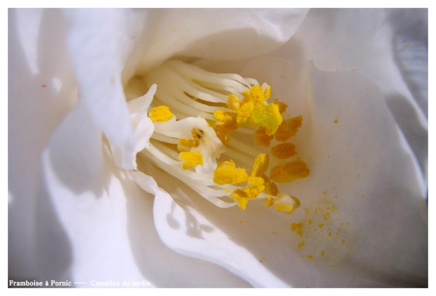 Camélias du jardin 
