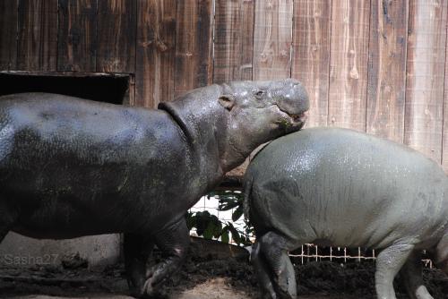 (5) L'hippopotame nain.