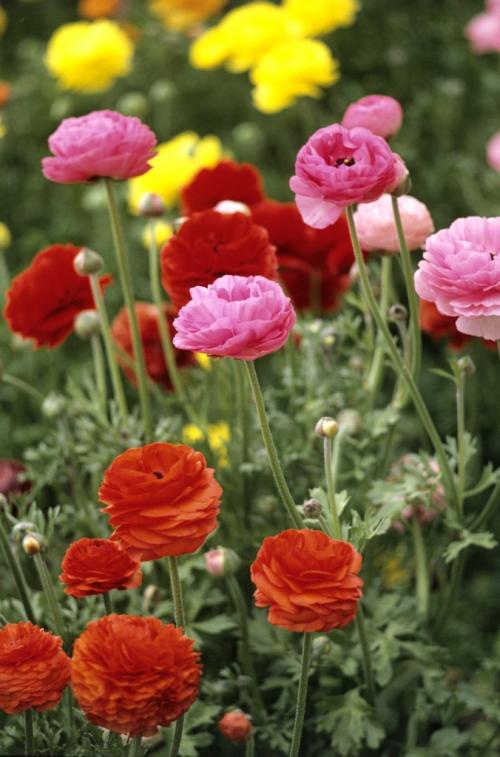 Fleurs cultivées : Renoncule