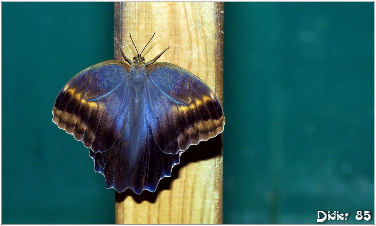 Caligo (2) - Papillon Hibou
