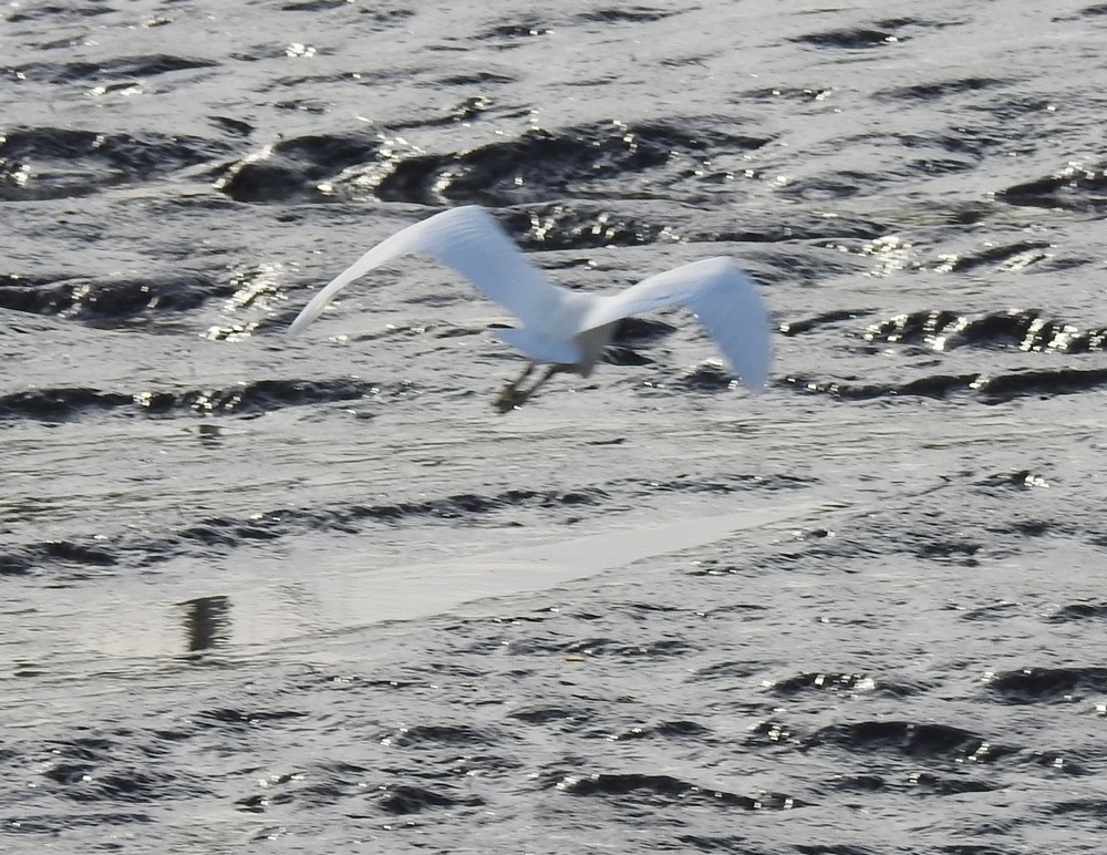 L'aigrette garzette - octobre 2019...