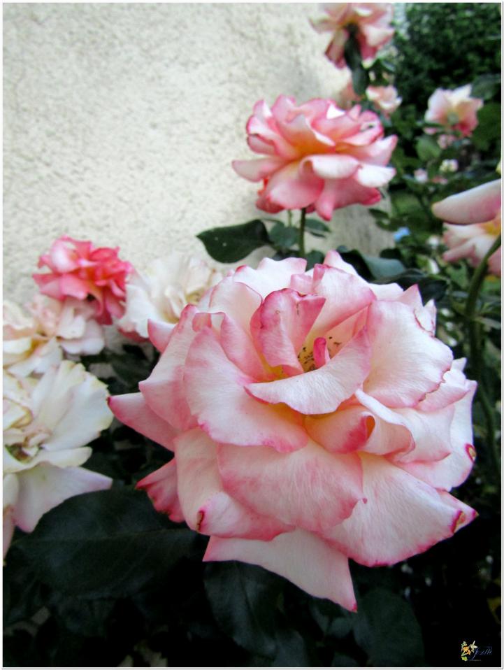 2024  LES ROSES DU JARDIN 