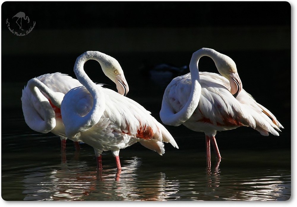 Flamants roses...