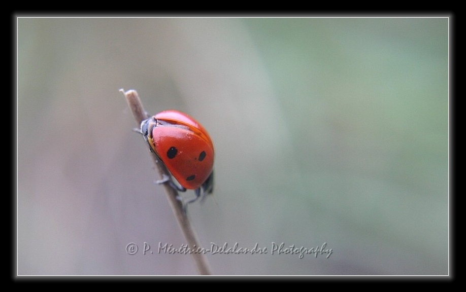 Balade d'une coccinelle...