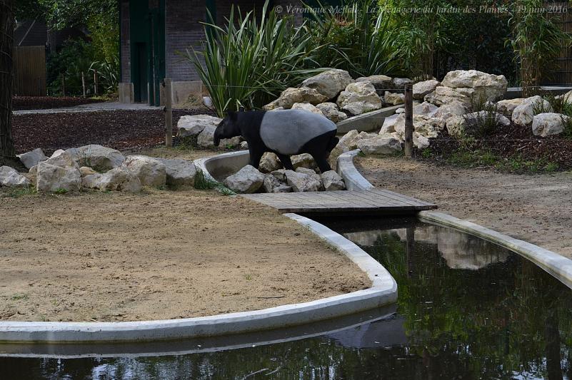 La Ménagerie du Jardin des Plantes : La balade de Tengah 