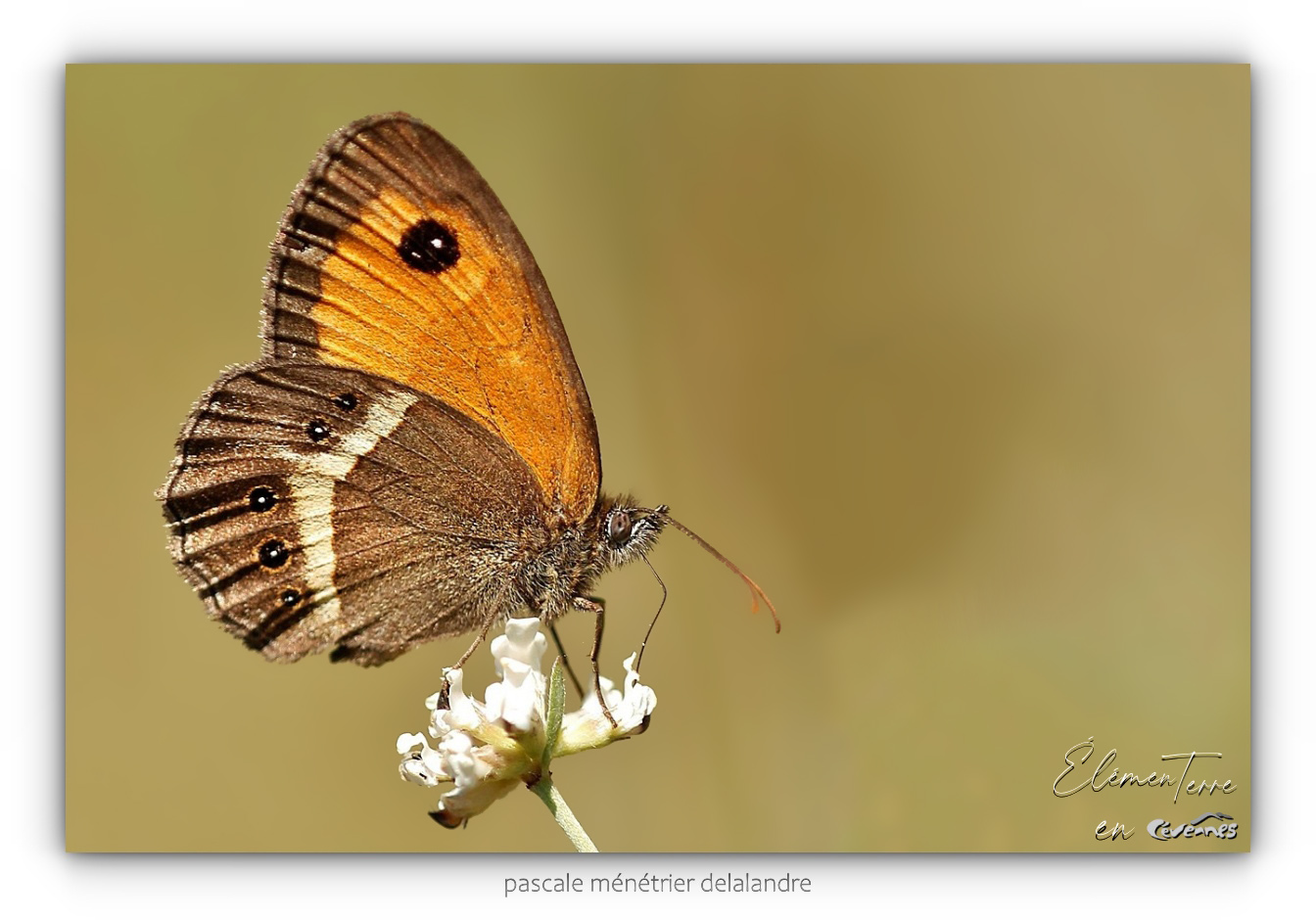 Petits ou grands, jolis Papillons.