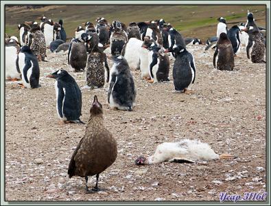 Le repas des Labbes (Skuas) - Saunders Island - Falkland Islands, Iles Malouines, Islas Malvinas